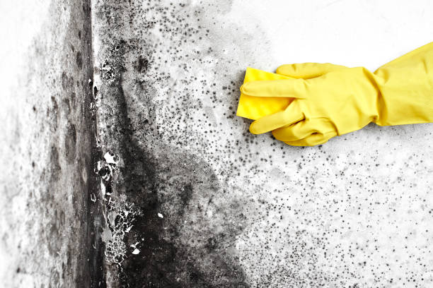 Best Affordable Mold Removal  in Baldwinville, MA