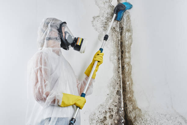 Best Mold Removal Company Near Me  in Baldwinville, MA