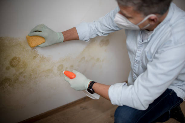Best Crawl Space Mold Removal  in Baldwinville, MA