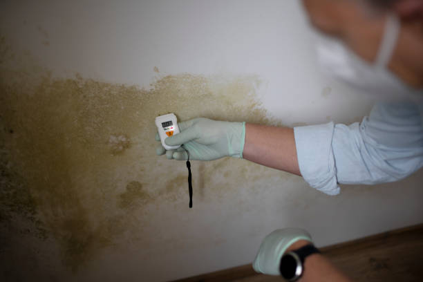 Best Toxic Mold Removal  in Baldwinville, MA