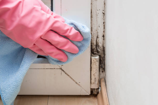 Best Mold Damage Repair  in Baldwinville, MA